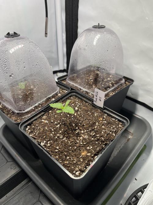 Pink Milk • Solfire. Week 1