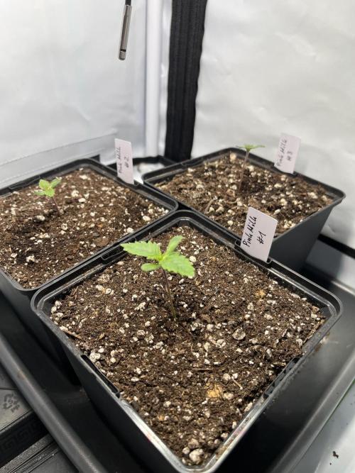 Pink Milk • Solfire. Week 1