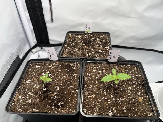 Pink Milk • Solfire. Week 1