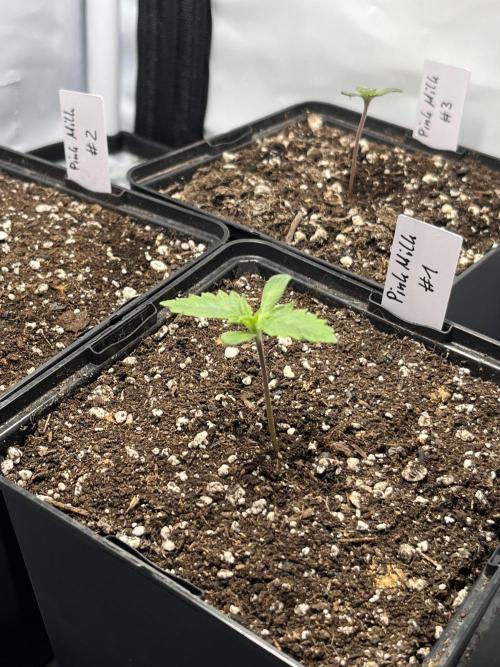 Pink Milk • Solfire. Week 1