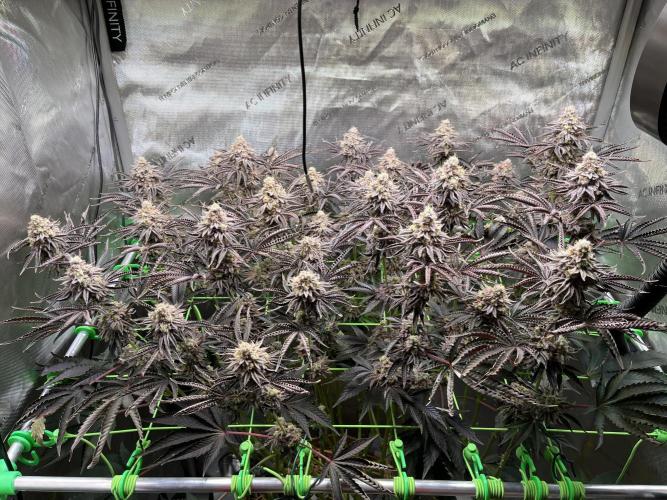 Last Dance in Living Soil. Week 17