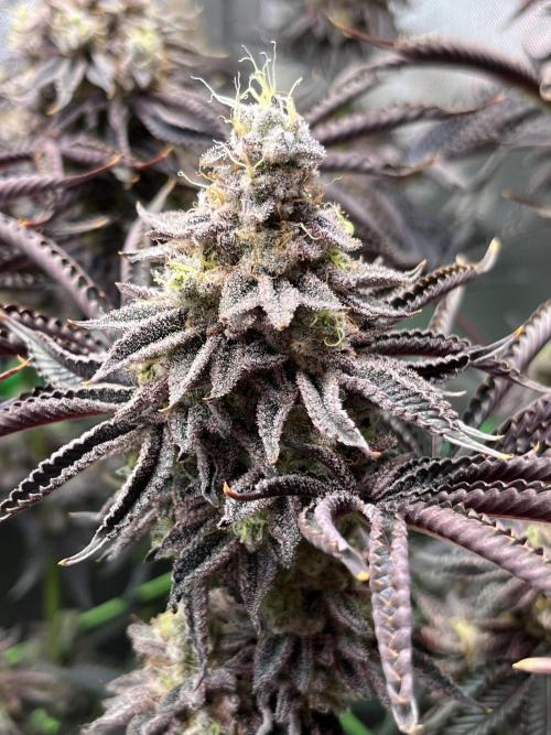 Last Dance in Living Soil. Week 17