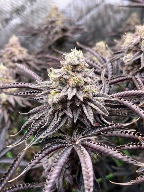 Last Dance in Living Soil. Week 17