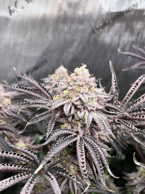 Last Dance in Living Soil. Week 17