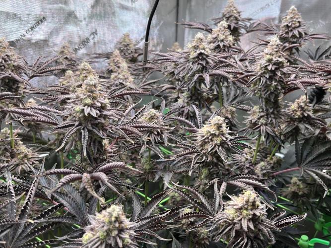 Last Dance in Living Soil. Week 17