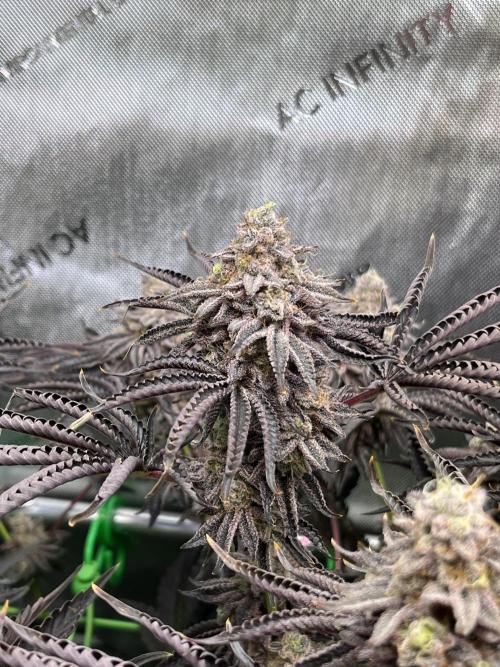 Last Dance in Living Soil. Week 17