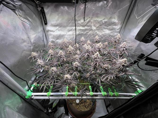 Last Dance in Living Soil. Week 17