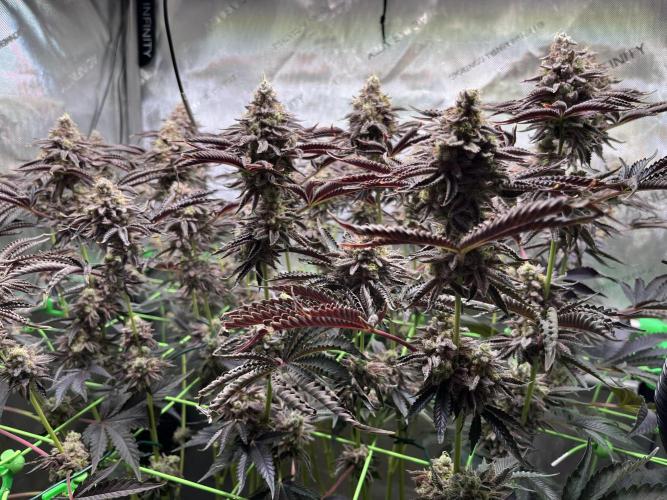 Last Dance in Living Soil. Week 17