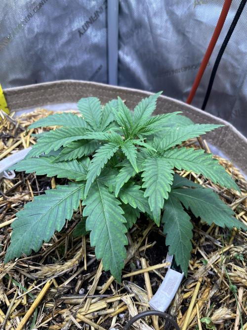 Chem-D Duet. Week 3 - Chemferno 