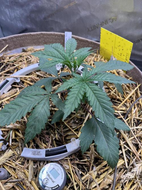 Chem-D Duet. Week 3 - Ocean Toxin