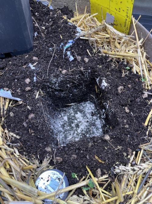 Chem-D Duet. Week 3 - Rootwise Complete for transplanting 