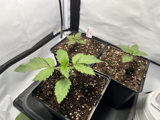 Pink Milk • Solfire. Week 2