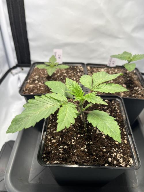 Pink Milk • Solfire. Week 2