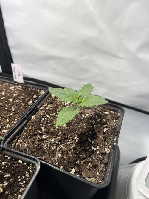 Pink Milk • Solfire. Week 2