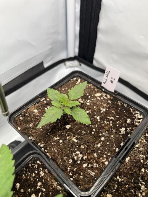 Pink Milk • Solfire. Week 2