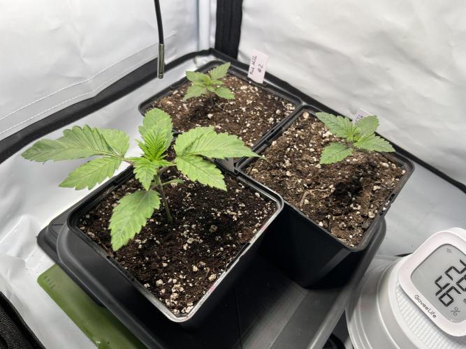 Pink Milk • Solfire. Week 2