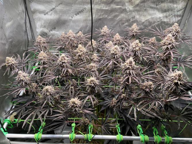 Last Dance in Living Soil. Week 18