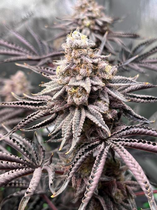 Last Dance in Living Soil. Week 18