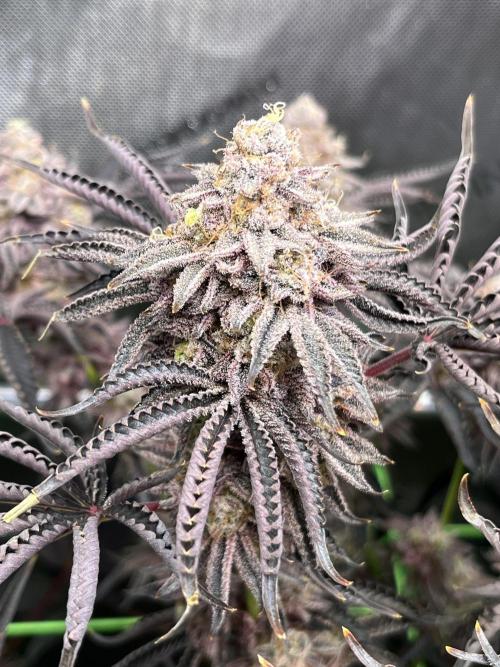 Last Dance in Living Soil. Week 18