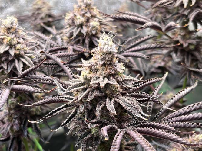 Last Dance in Living Soil. Week 18