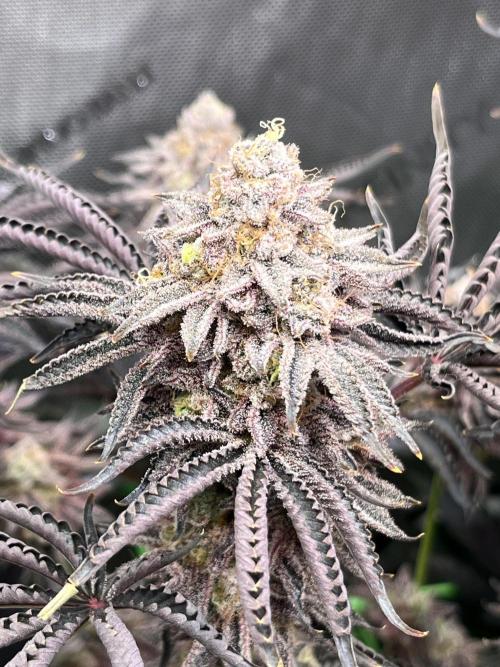 Last Dance in Living Soil. Week 18