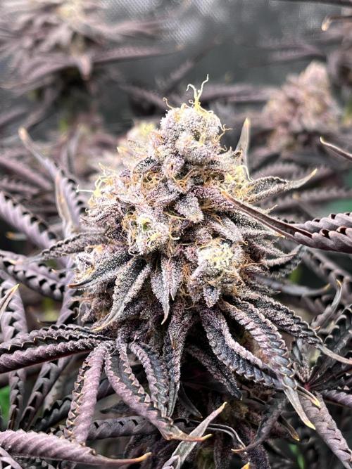 Last Dance in Living Soil. Week 18