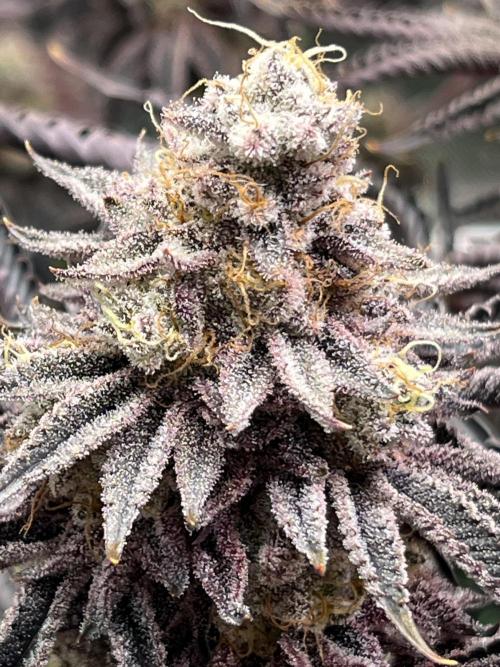 Last Dance in Living Soil. Week 18