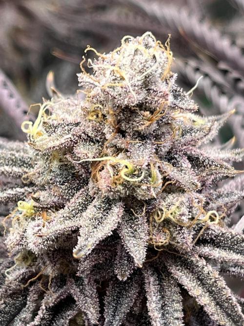 Last Dance in Living Soil. Week 18