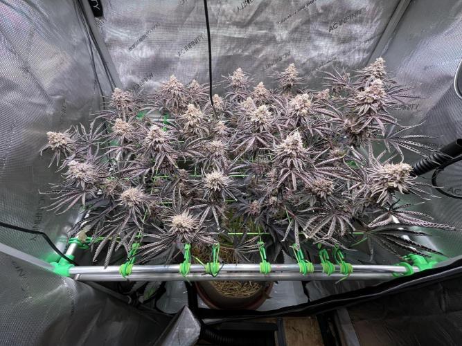 Last Dance in Living Soil. Week 18