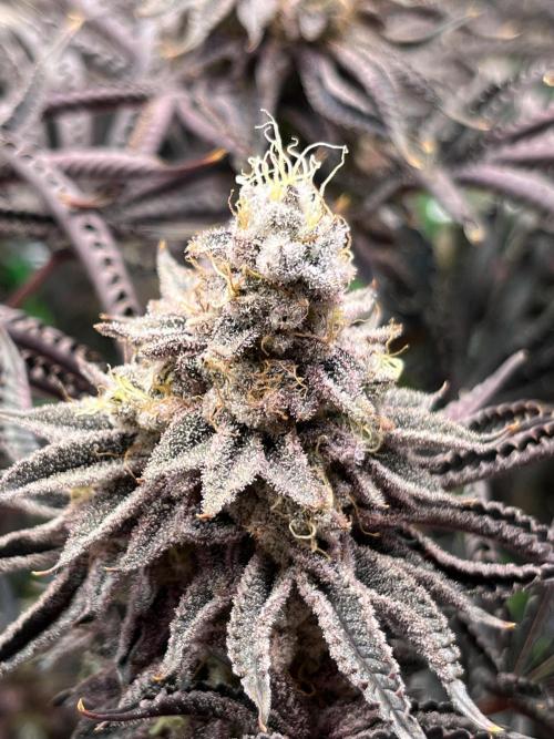 Last Dance in Living Soil. Week 18