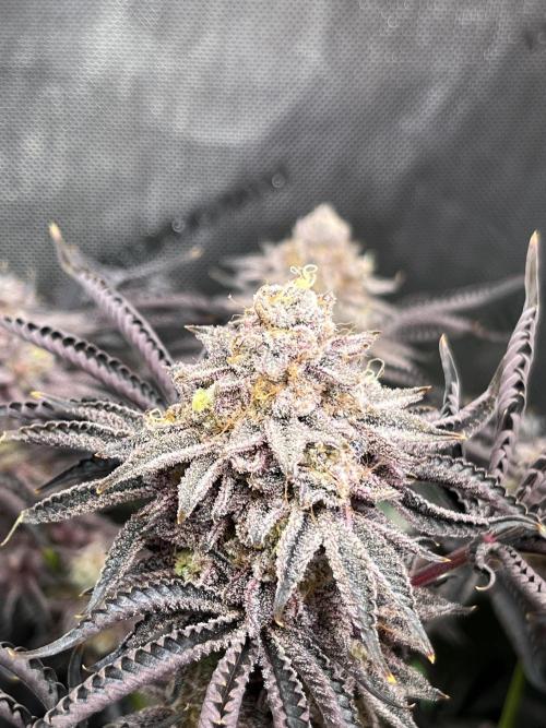 Last Dance in Living Soil. Week 18