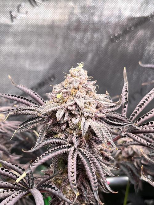 Last Dance in Living Soil. Week 18