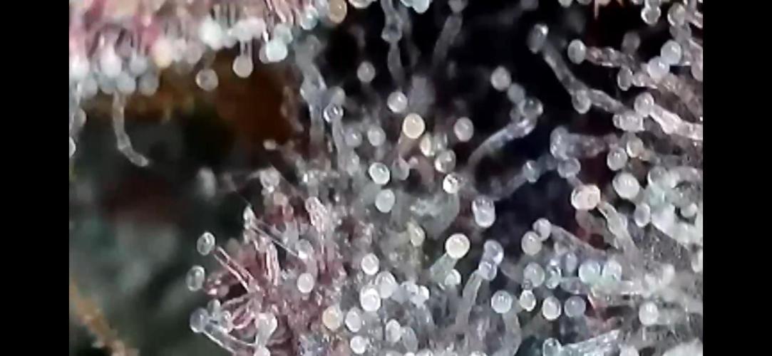 Last Dance in Living Soil. Week 18