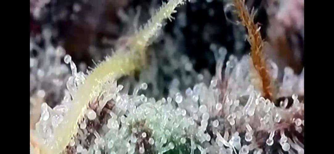 Last Dance in Living Soil. Week 18