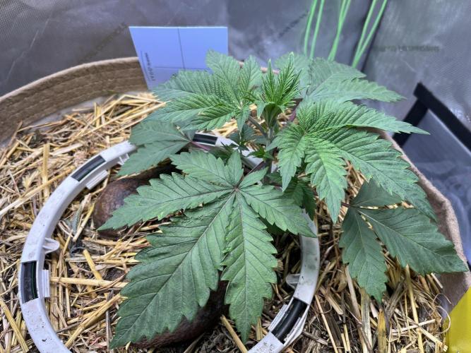 Pink Milk • Solfire. Week 3