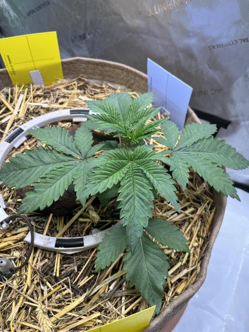 Pink Milk • Solfire. Week 3