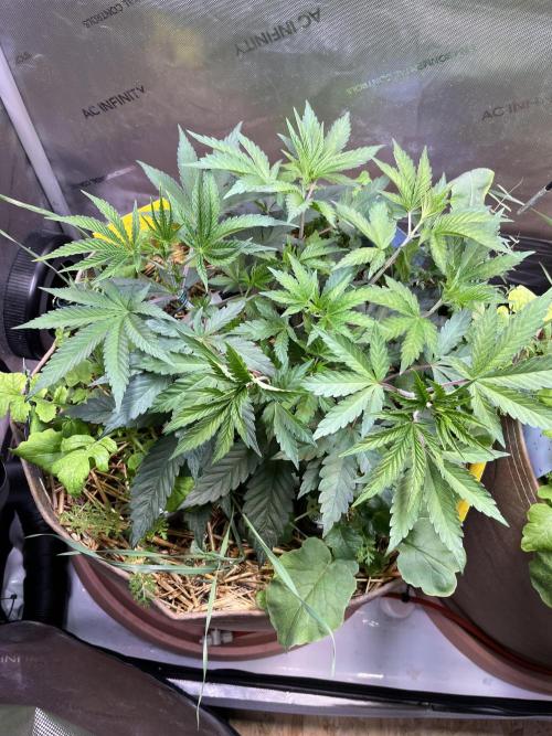 Chem-D Duet. Week 5 - Ocean Toxin