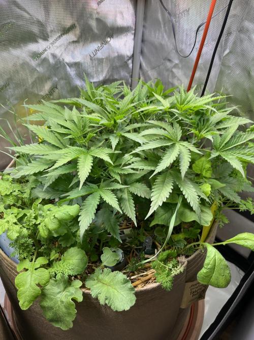 Chem-D Duet. Week 5 - Chemferno 