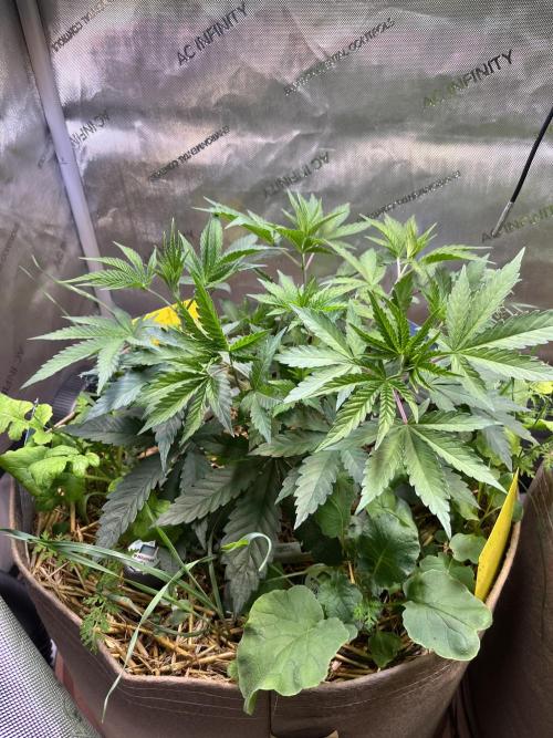 Chem-D Duet. Week 5 - Ocean Toxin