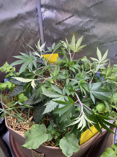 Chem-D Duet. Week 5 - LST - Ocean Toxin