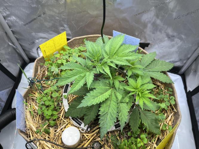 Pink Milk • Solfire. Week 4