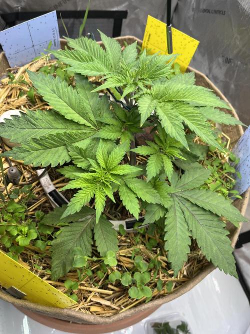 Pink Milk • Solfire. Week 4