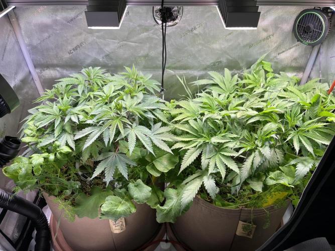 Chem-D Duet. Week 6 - Left: Ocean Toxin - Right: Chemferno 