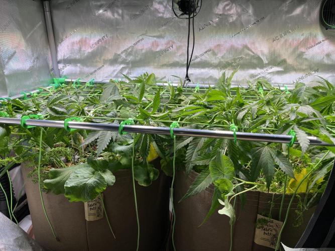 Chem-D Duet. Week 6 - Installed trellis 