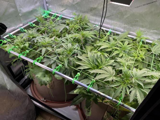 Chem-D Duet. Week 6 - One day after