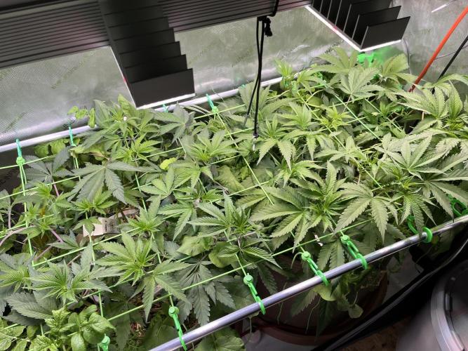 Chem-D Duet. Week 6 - One day after