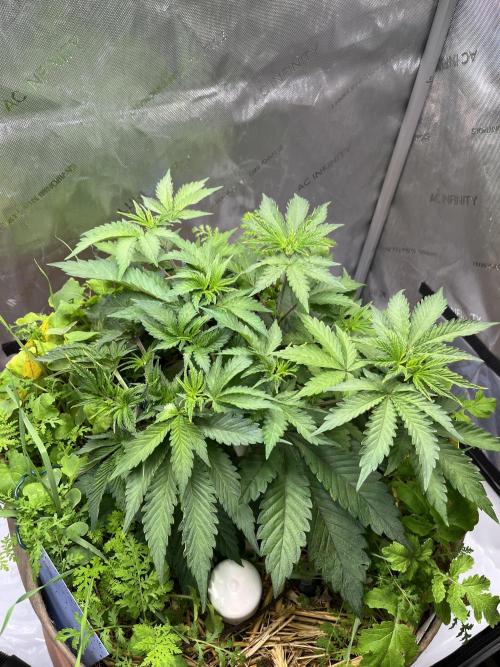 Pink Milk • Solfire. Week 5