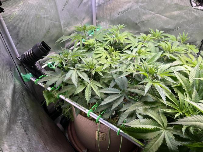 Chem-D Duet. Week 7 - Ocean Toxin