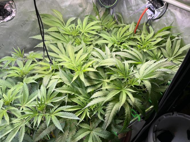 Chem-D Duet. Week 7 - Chemferno 