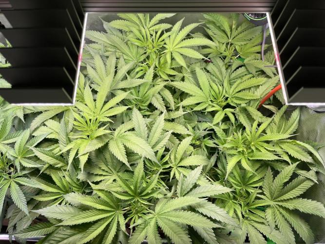 Chem-D Duet. Week 7 - Chemferno 